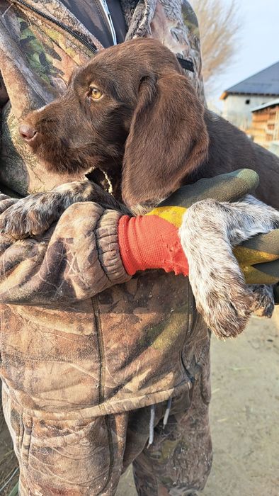 Дойч Дратхаар   щенок