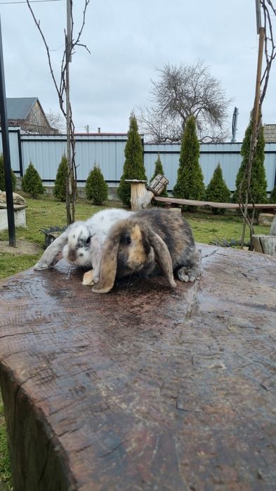 Vând pereche berbec german