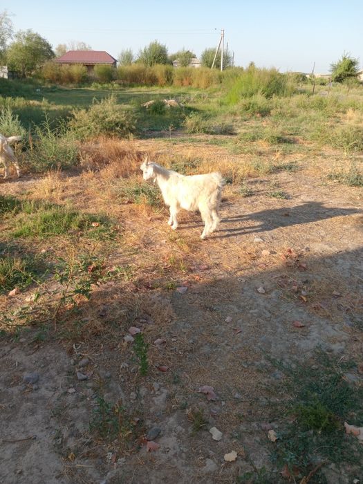 Занен сүтті ешкінің балдары