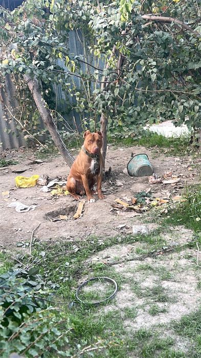 Продам питбуль кубинец полтора года