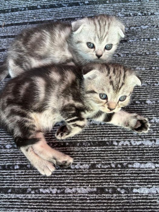 Котятя Скоттиш фолд