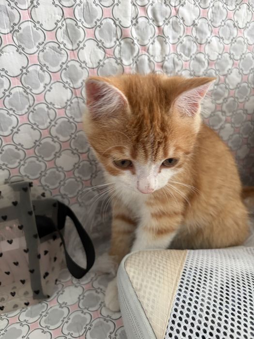 Отдам котенка в хорошие руки