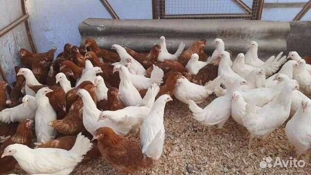 Куры несушка молодка
