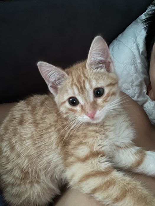 Кошка