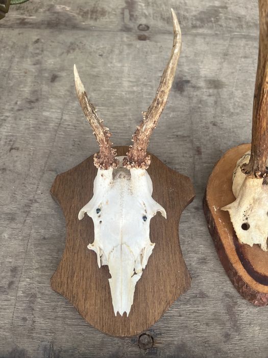 Глава трофей от муфлон