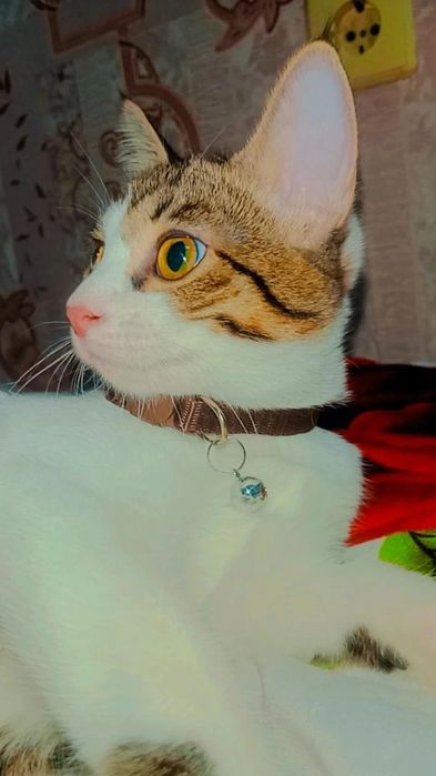 Очень красивые котятки