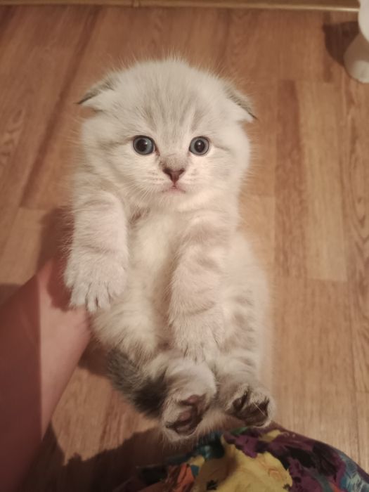 Шотландские котятки Резерв