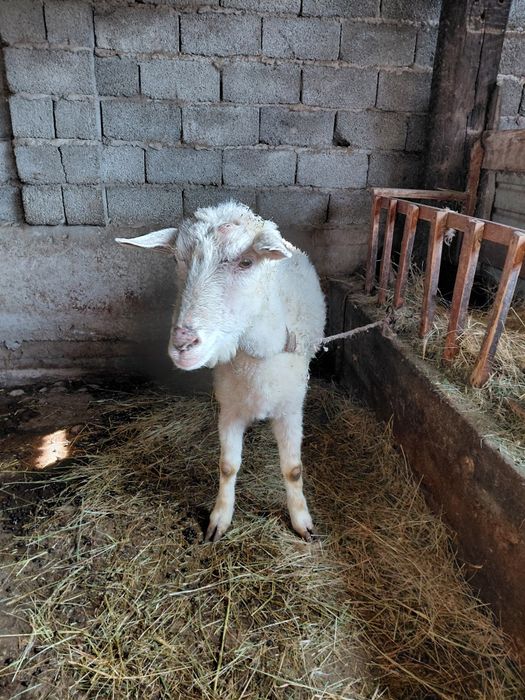 Таза занен ешкиси.лагы сатылды