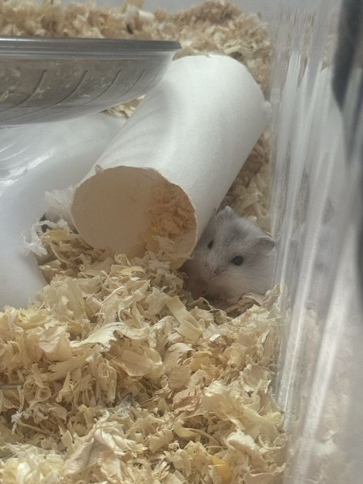 Хомяк джунгарский