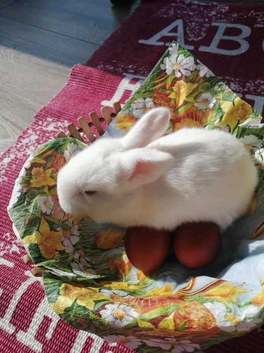 "Pufuleți", de vânzare. UB. Fătați pe 19.03.