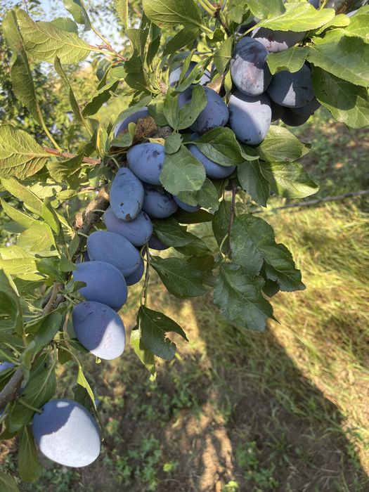 Vand prune de comsum cal 1