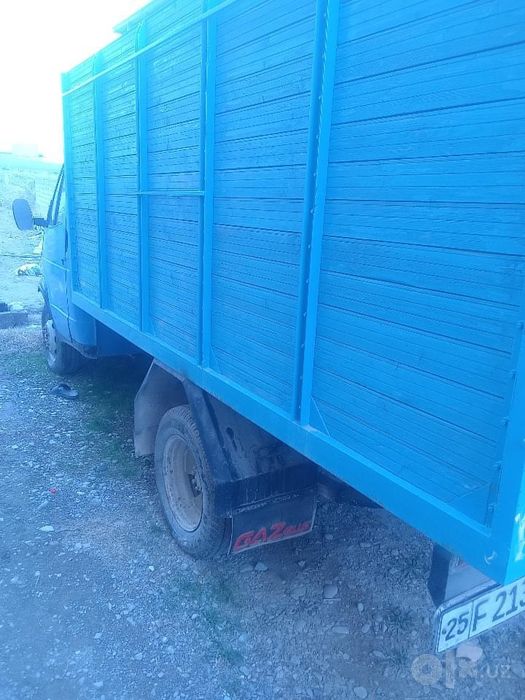 Gazel, tenti ham bor