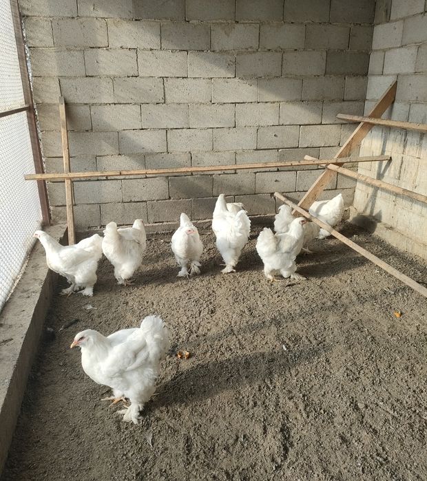 Чисто Белые Брамы.