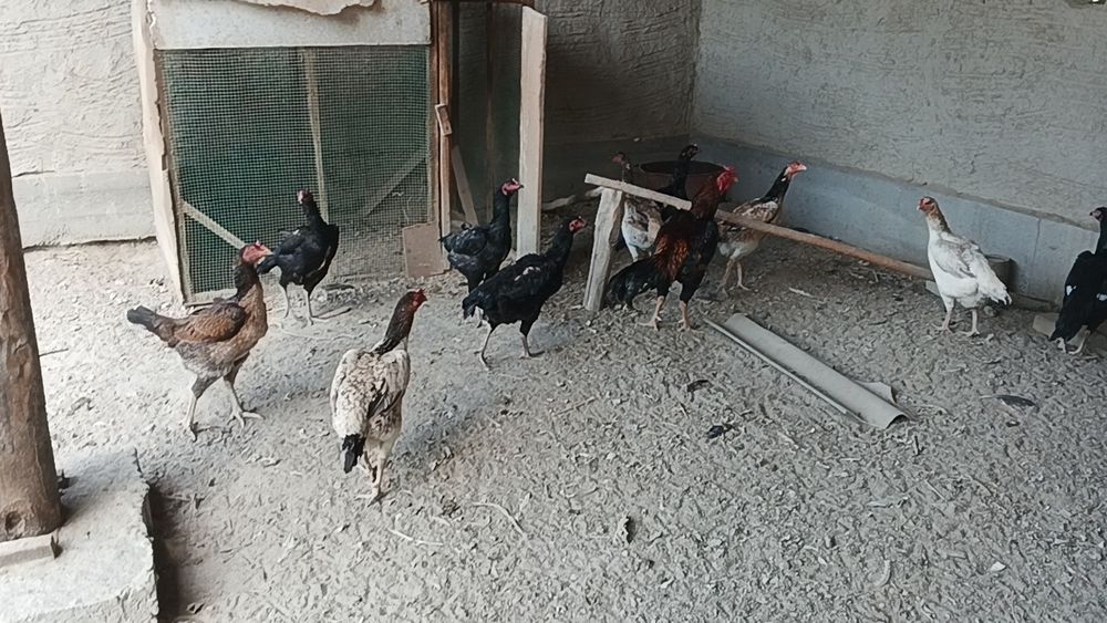 Tuxumlar kafolati bilan