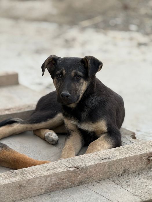 Жақсы күзетші іздейсіз бе? Бізде бар!