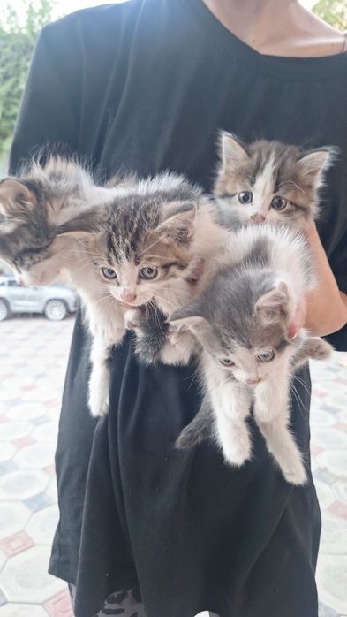 Отдам котят в добрые руки