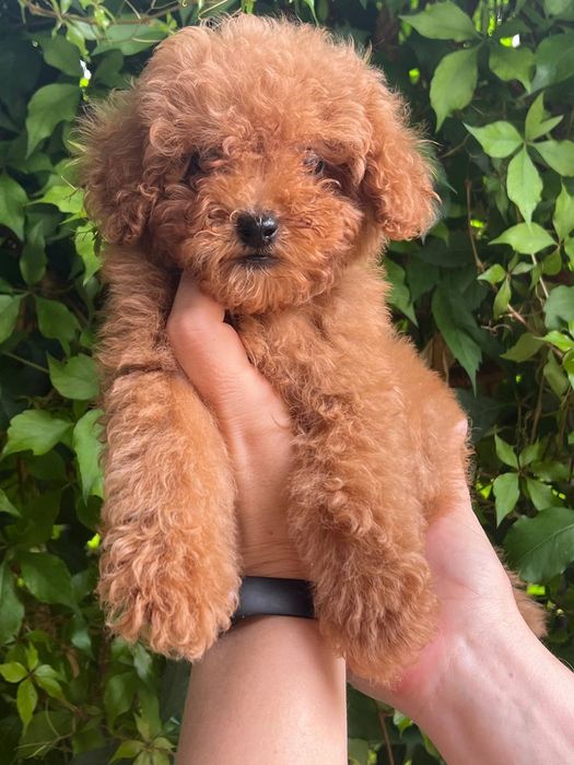 Продаются щенки пуделя