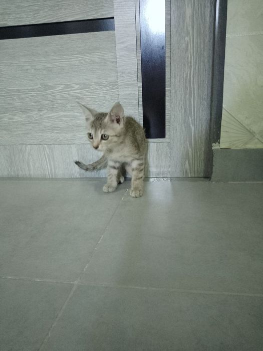 Mushukla xadyaga beriladi