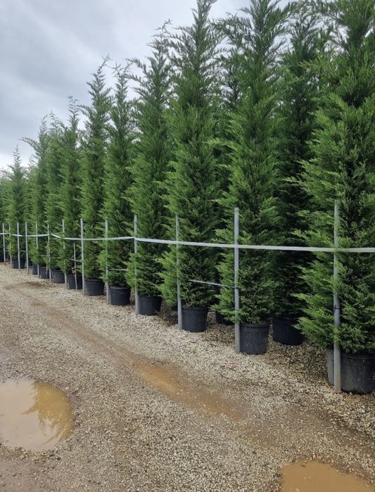 Leylandii de vânzare – ideal pentru gard viu.