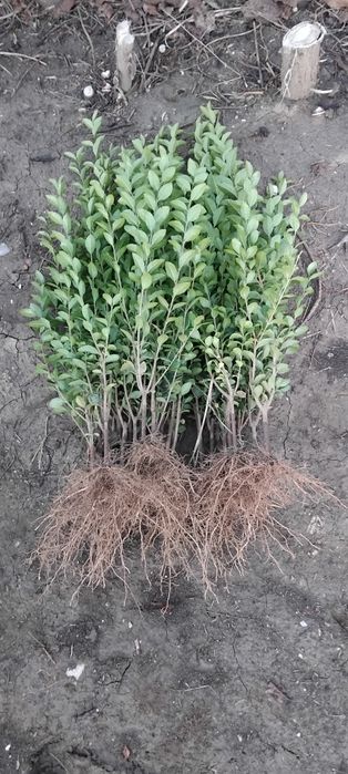 Лигуструм на гол корен