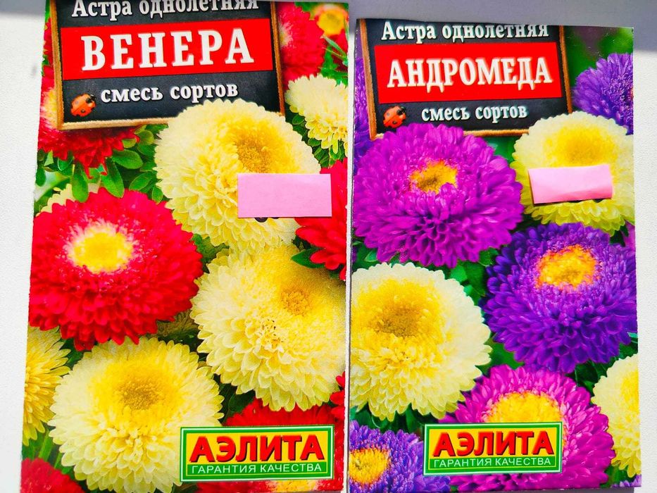 Астра махровая рассадой