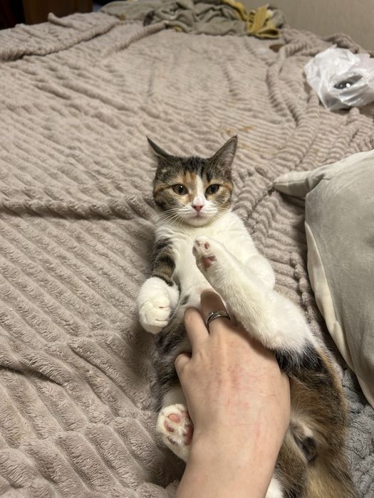 СРОЧНО отдам кошку