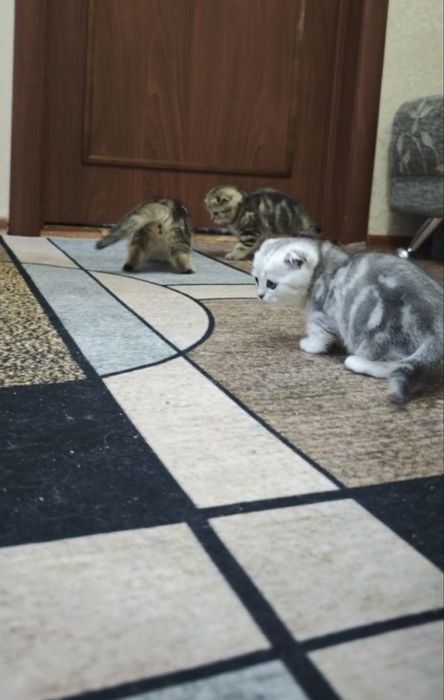Котенок веслоухи