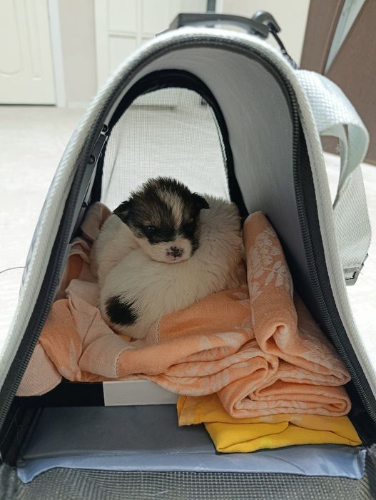 Щенки породистые