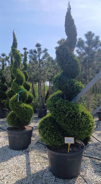 Leylandi tuia,smaralgd,palmier,laur englezesc,maslini,maglonia dif sp