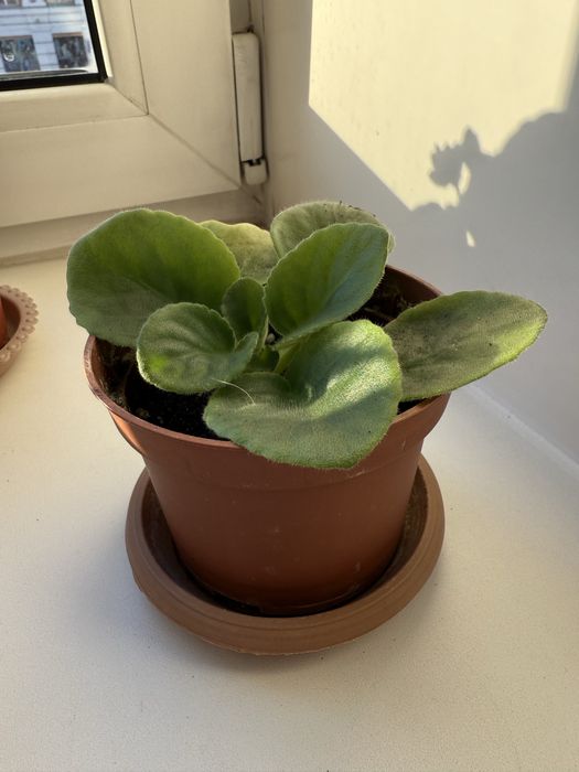 Фиалки комнатные