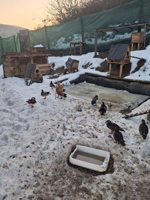 Vand sau schimb califar rosu cu femela.Pret  300 buc.