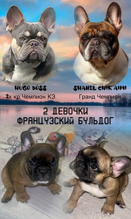 Шикарные девочки  от Чемпионов