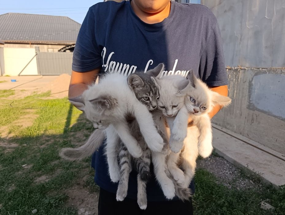Отдам котят в добрые руки