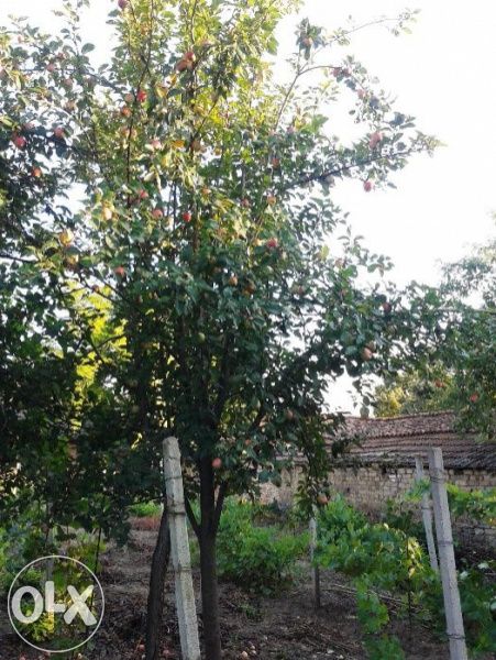 къща,вила, с двор село Бутово област Велико Търново