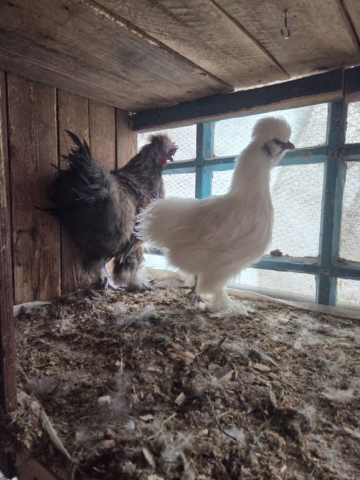 Продам молодую пару китайских шелковых.