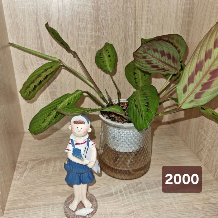 Маранта Фасцинатор Триколор