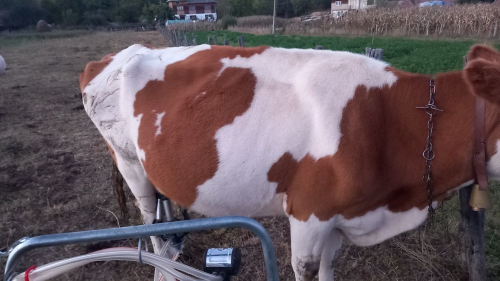 Vaca de vânzare cu vitea