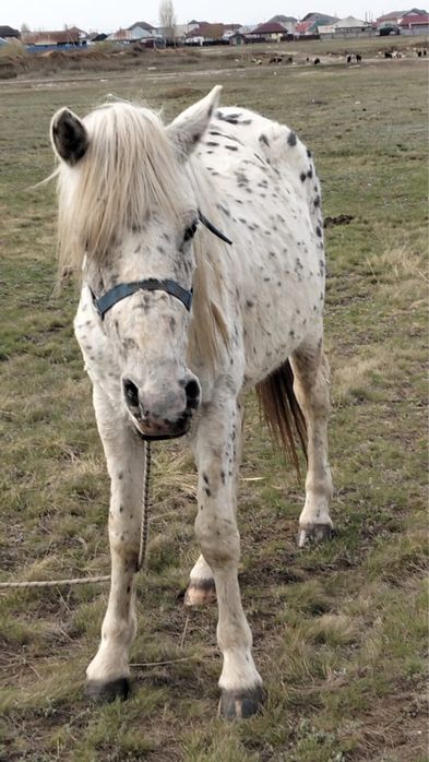 Продам лошадь в Кояндах