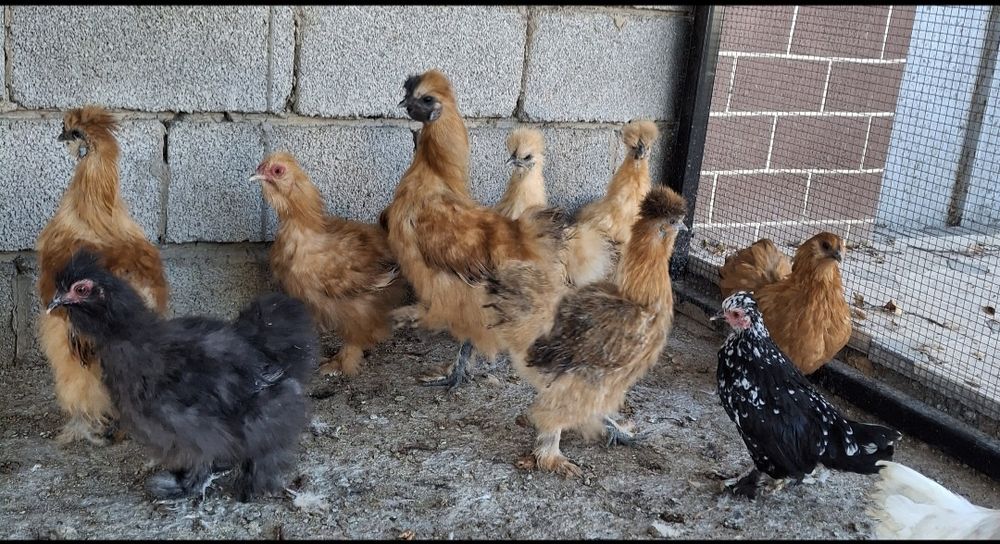 Продаются декоративные куры