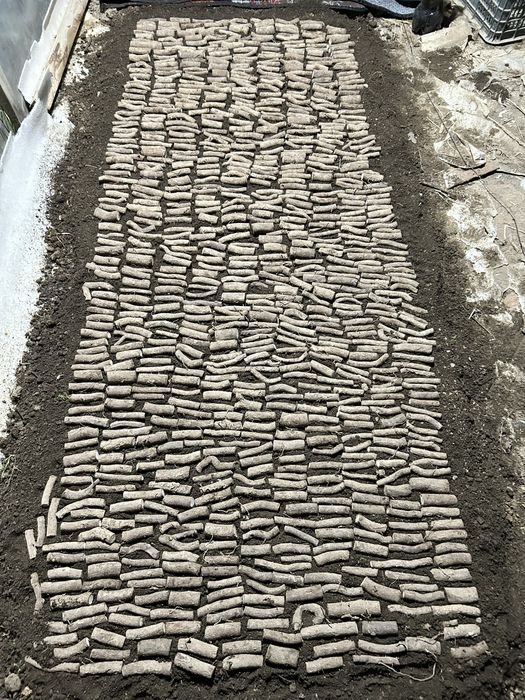 Павдовния тамыры, черенки