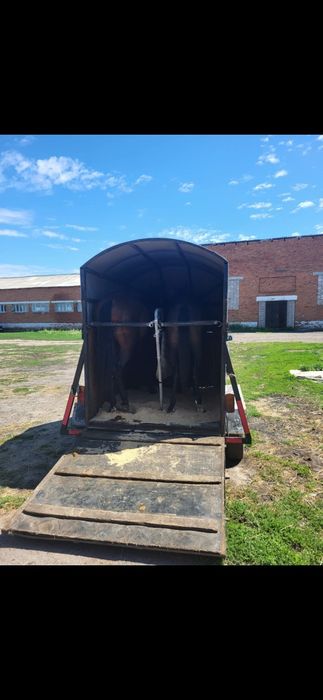 Продам коневозку