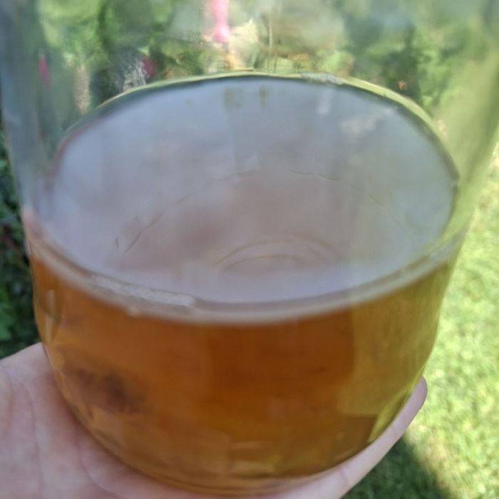 Scooby Kombucha+starter