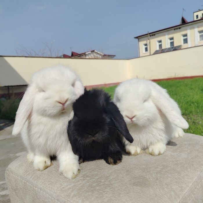 Karlik almaz glaz quyon