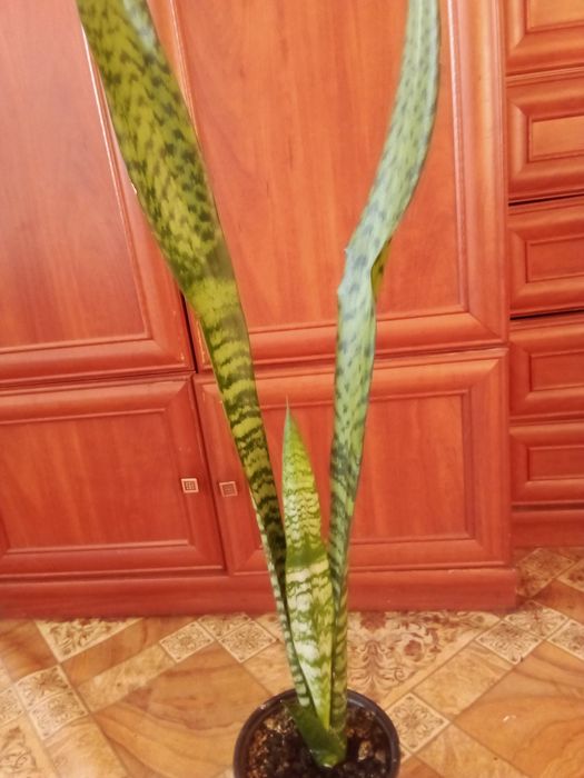 Щучий хвост цветок