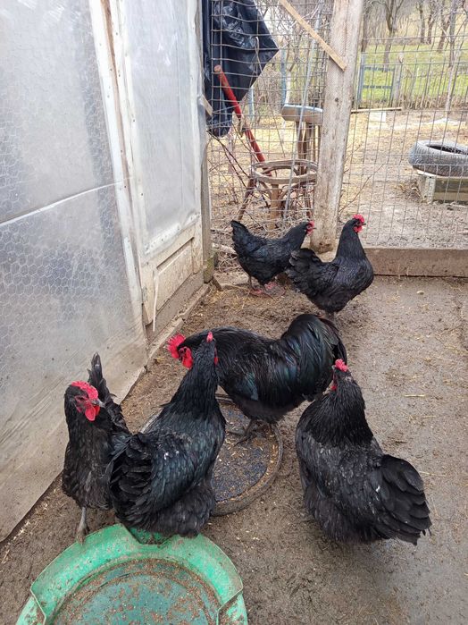 Vând oua pt incubat găini austrolorp albastru,austrolorp negru