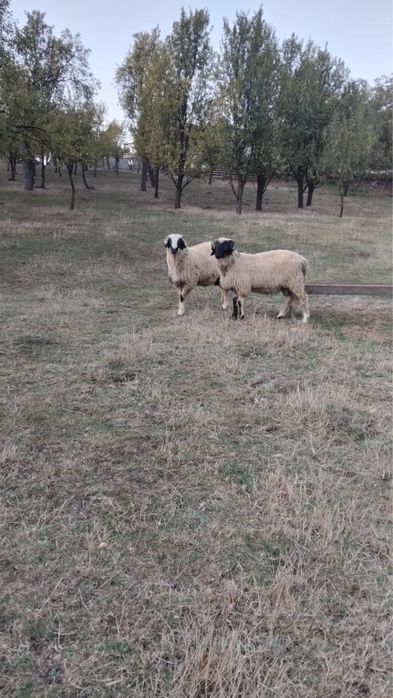 Vând 2 berbecuți