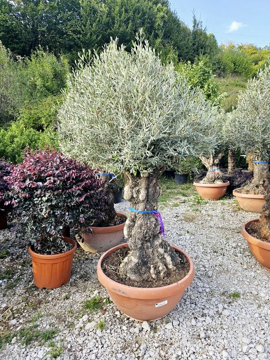 Maslini seculari si alte plante ( bonsai, yucca, cedru )