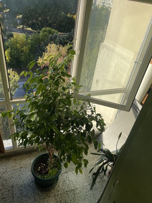 Продавам Фикус Бенджамин