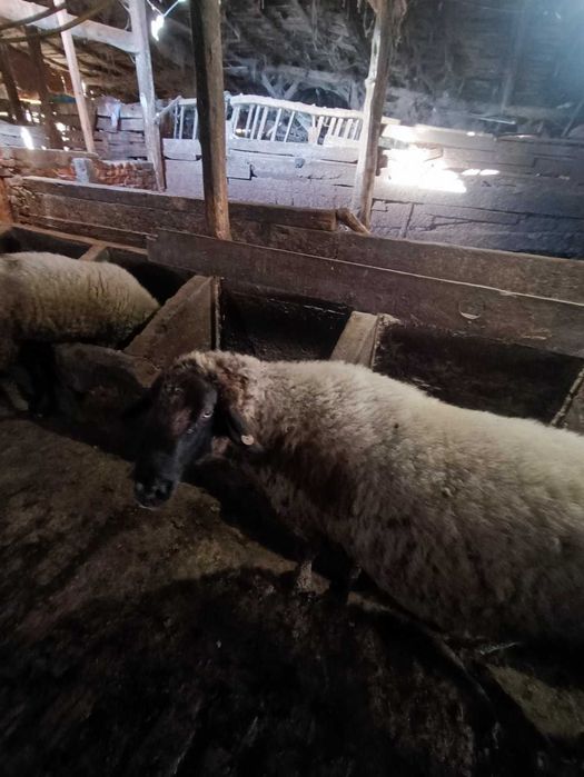 Продавам ОВЕН закупен от Селекционен център!