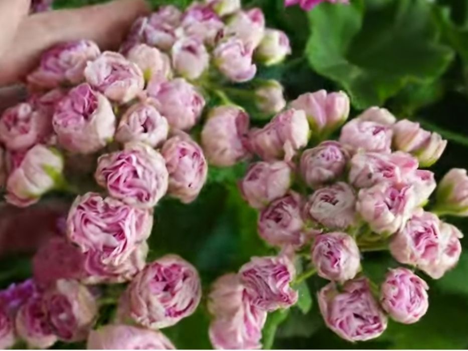 Сортовые пеларгонии